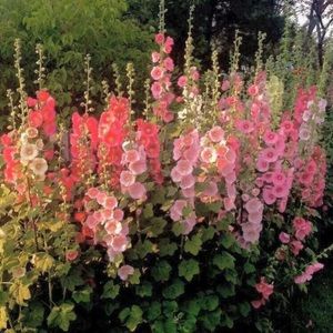 ✨🌸 200 Hollyhock Seeds for @dmcguire1011